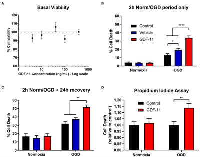 Growth Differentiation Factor-11 Causes Neurotoxicity During Ischemia in vitro